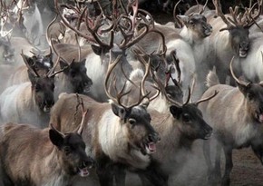 Baku resident can't get money for sold 60 deers