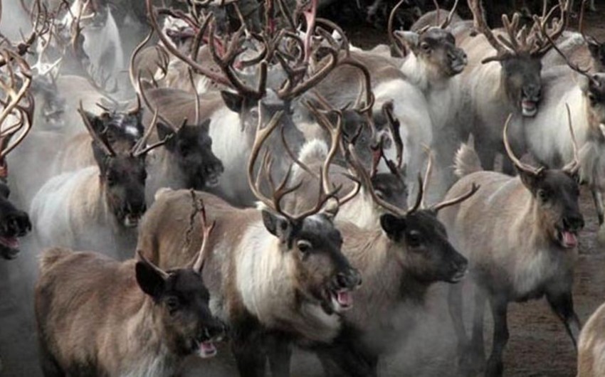 Baku resident can't get money for sold 60 deers