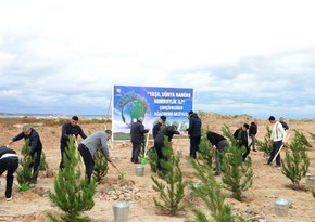 Tree planting campaign held in Baku