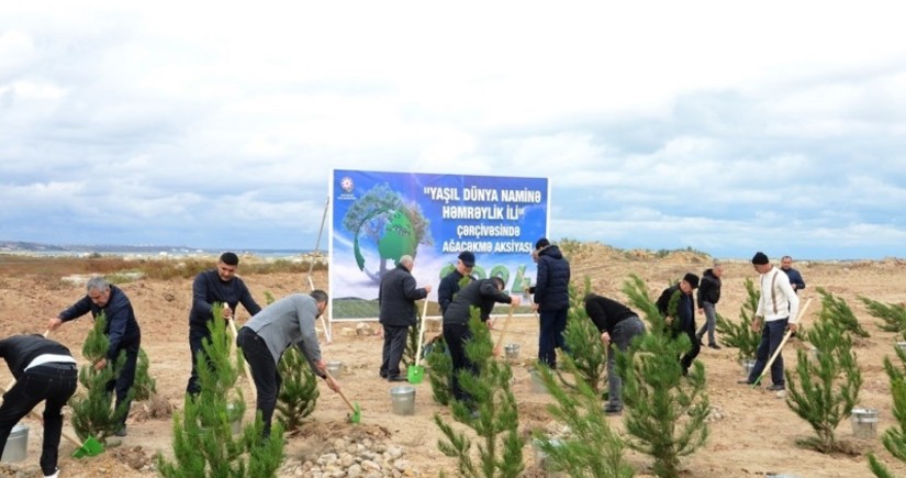 Tree planting campaign held in Baku