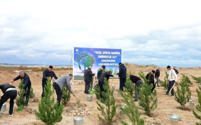 Tree planting campaign held in Baku