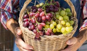 Azerbaijan's grape imports from India soar in 1H2024