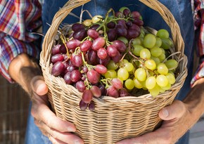 Azerbaijan's grape imports from India soar in 1H2024