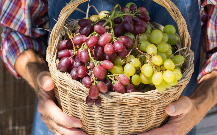 Azerbaijan's grape imports from India soar in 1H2024