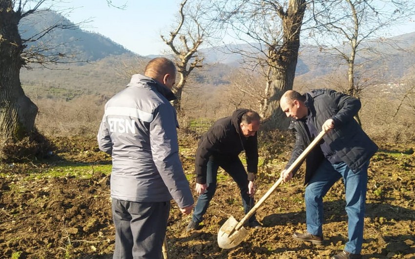 В праздничные дни на землях лесного фонда в Азербайджане высадили 25 000 деревьев