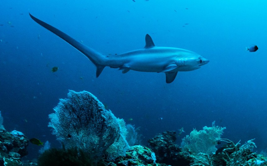 В Австралии запускается крупнейшая в мире программа по контролю за акулами