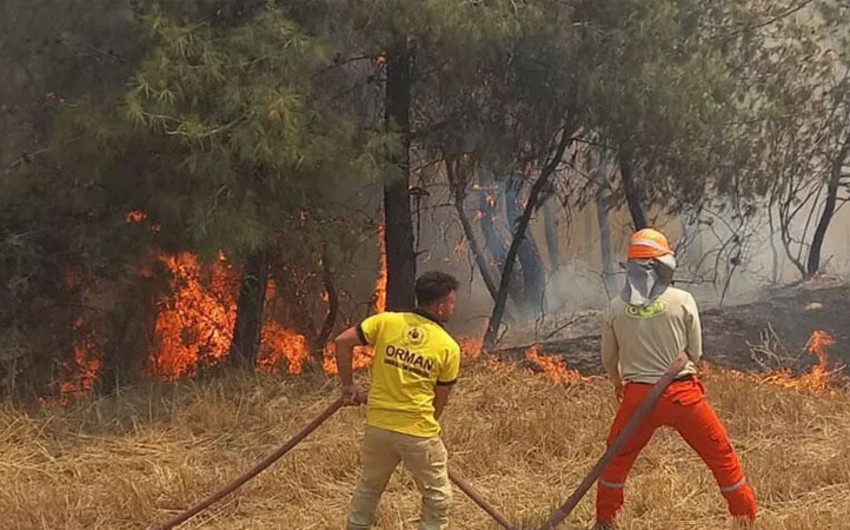 В Турции в июне число лесных пожаров увеличилось в 5 раз по сравнению с прошлым годом