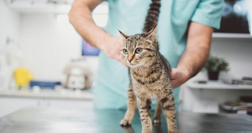 Scientists find potentially dangerous infection in cats, similar to COVID