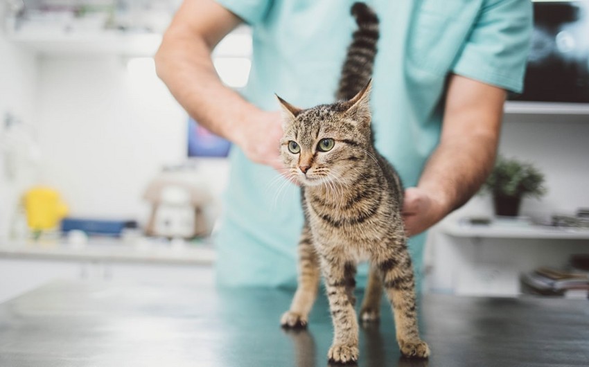 Scientists find potentially dangerous infection in cats, similar to COVID