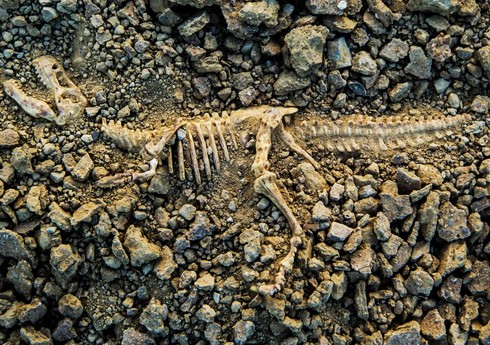 В Китае обнаружили останки динозавра возрастом до 90 млн лет