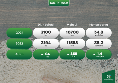 В Азербайджане завершилась уборка риса