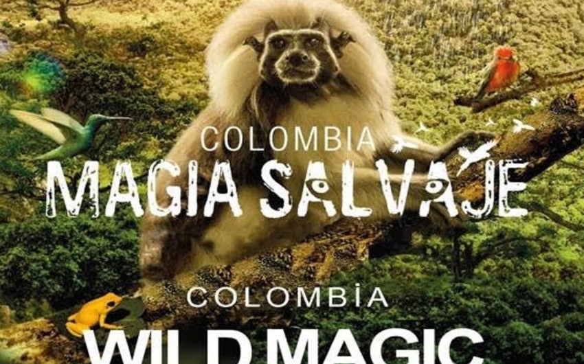 Bakıda Kolumbiya - vəhşi magiya filminin təqdimatı keçiriləcək