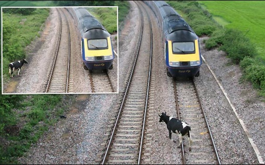 Коровы стали причиной схода поезда с рельсов