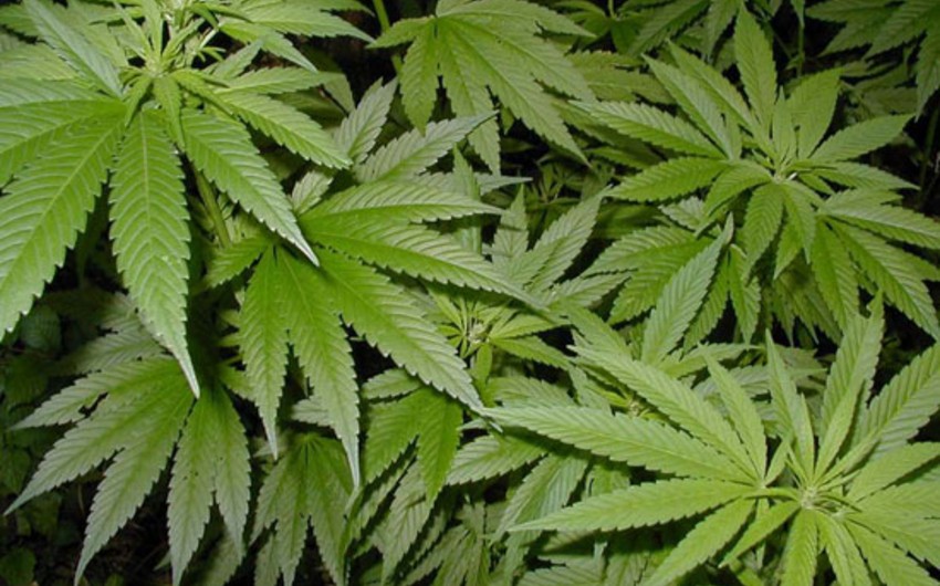 Губернатор Нью-Йорка пообещал легализовать марихуану в новом году