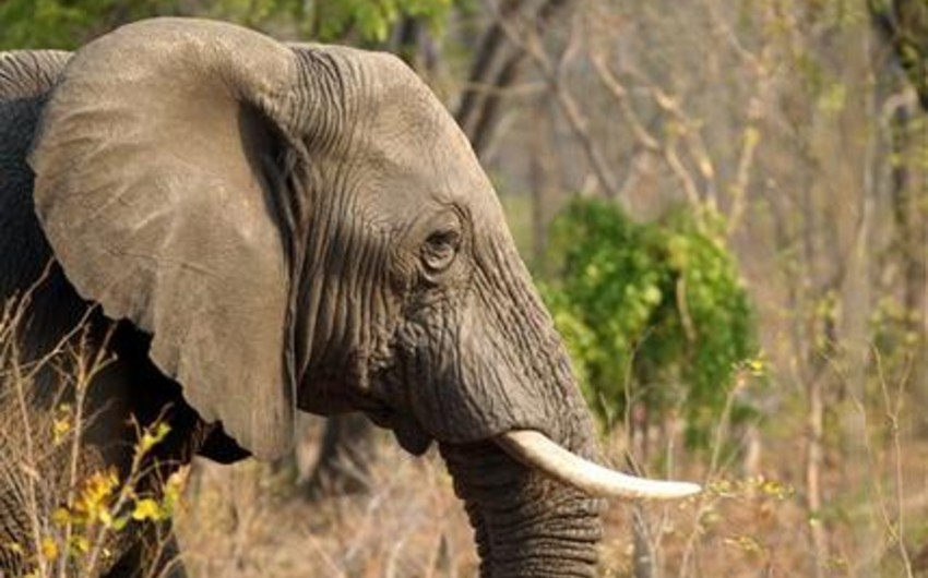 ​Браконьеры отравили цианидом 22 слона в Национальном парке Зимбабве