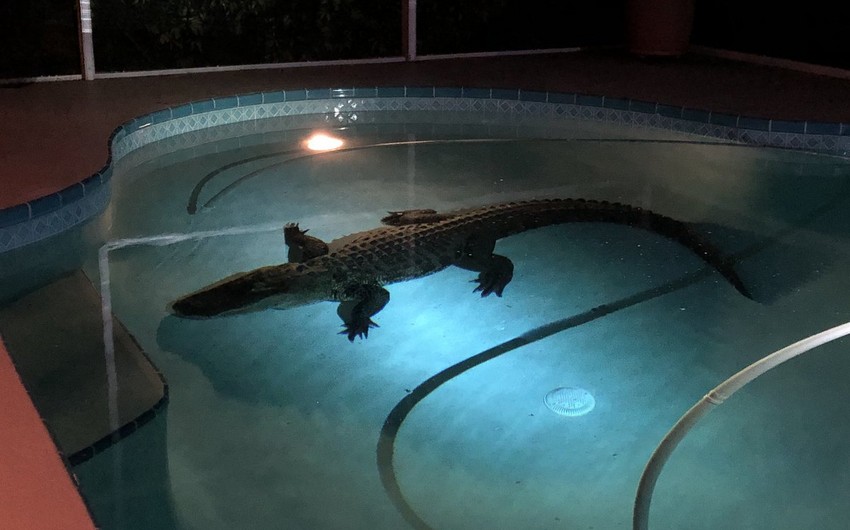 Жителей Флориды предупредили об опасности из-за повышенной активности аллигаторов