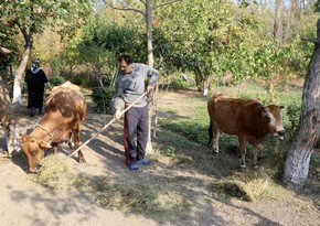 Ötən il özünüməşğulluq proqramına cəlb edilənlərin sayı açıqlandı