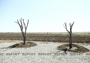 Ağdam meşə-parkında 1500-dən çox şam ağacı əkilib