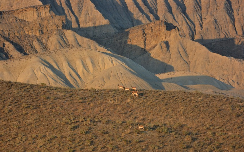 Azerbaijan to send goitered gazelles to Georgia