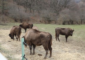 Azerbaijan to receive 9 more bison in November