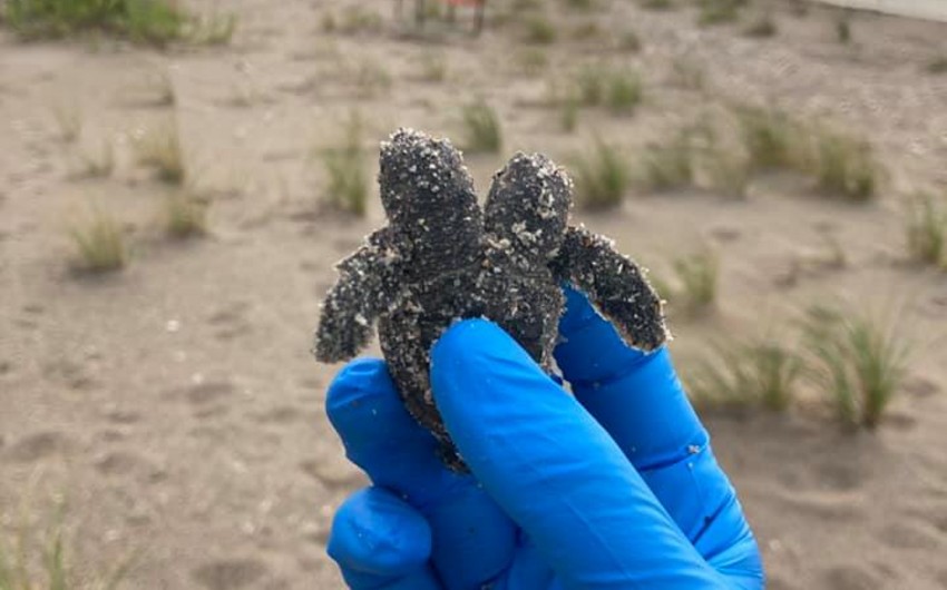 Двухголовую черепаху нашли на пляже в США
