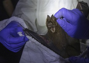 У летучих мышей в лаосских пещерах выявили ближайших предков коронавируса