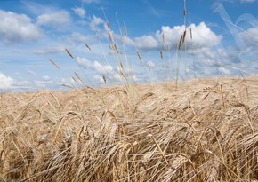 Евросоюз введет пошлины на зерно из России и Беларуси 
