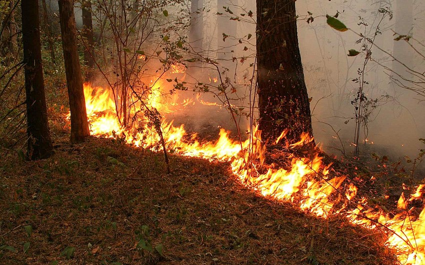 Dashkasan shelling: Fire breaks out in forest
