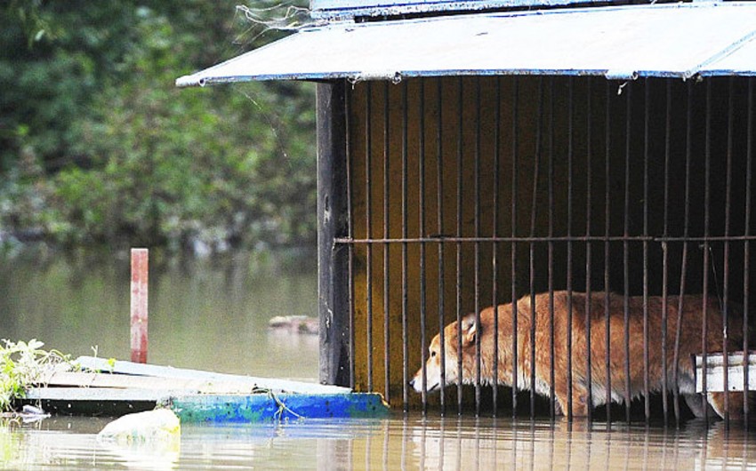 ​Спасатели возобновили эвакуацию животных из зоопарка Уссурийска - ВИДЕО