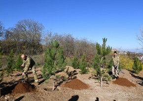 Restoration of Topkhana forest begins in Azerbaijan’s Shusha