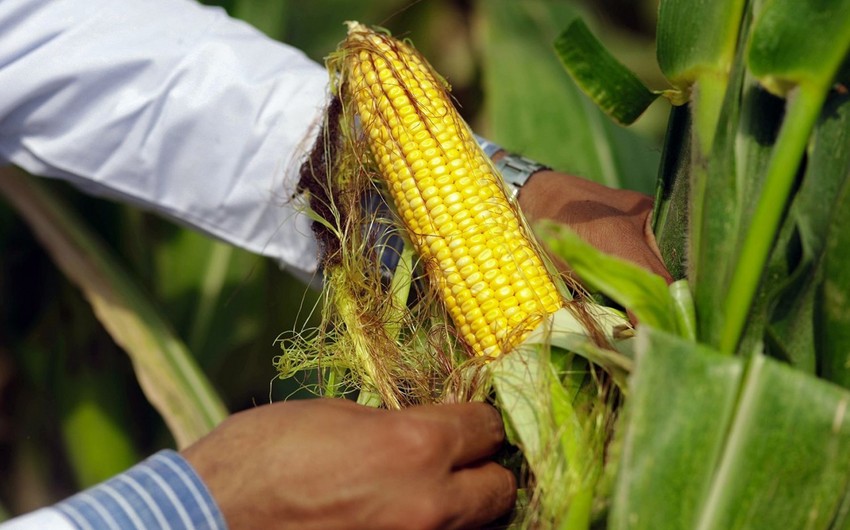 Azerbaijan imports $2 million worth of corn