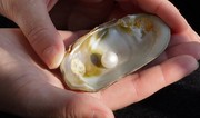 Freshwater pearl to stay in Scotland after selling for more than £93,000