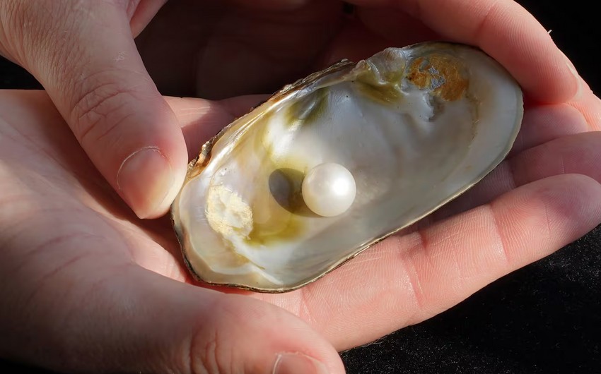 Freshwater pearl to stay in Scotland after selling for more than £93,000