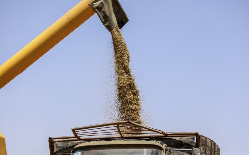 Азербайджан резко увеличил импорт зерна из Казахстана