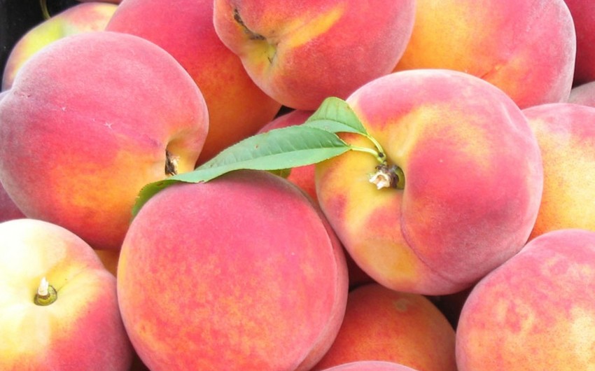 ​Россельхознадзор Дагестана запретил ввоз в РФ более 17 тонн алычи и персиков из Азербайджана