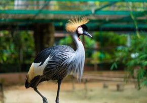 African country introduces life sentence for killing cranes