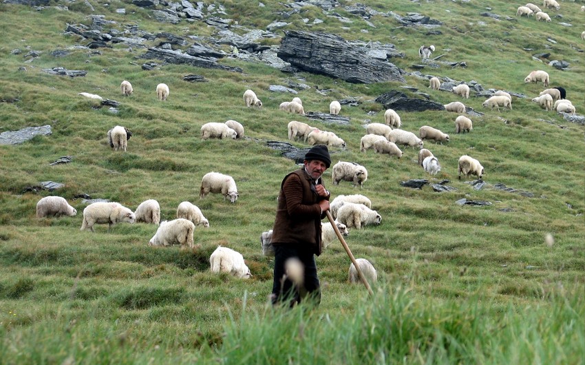 На армяно-азербайджанской границе пропал без вести армянский пастух