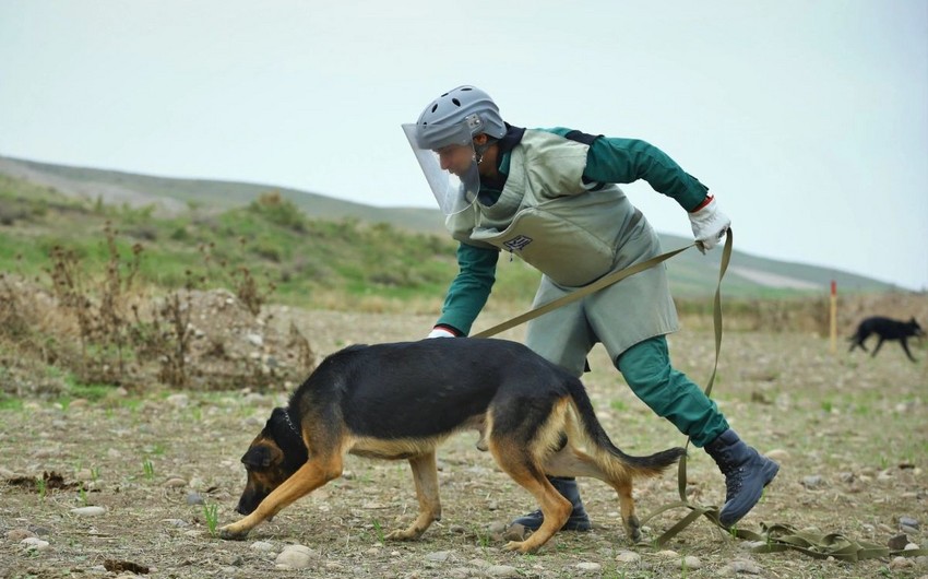 3 mine detection dogs presented to Azerbaijan National Agency for Mine Action