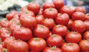 Azerbaijan boosts tomato exports in 1H2024