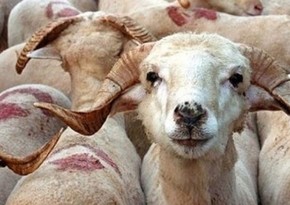 В Турции непроданных на праздник жертвенных животных скупит государство