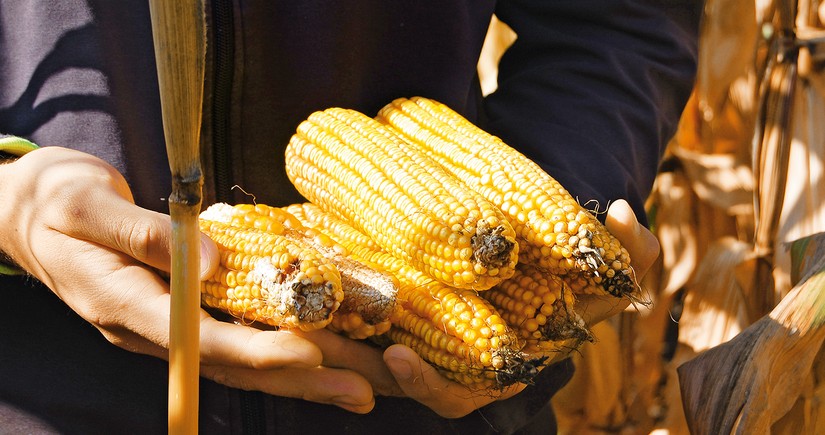 Азербайджан возобновил импорт кукурузы из Венгрии