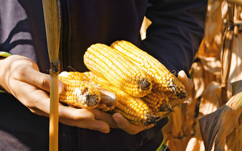 Импорт кукурузы в Азербайджан сократился на 5%