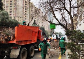В Баку проходит предвесенняя кампания по посадке деревьев