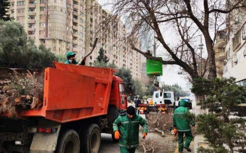 В Баку проходит предвесенняя кампания по посадке деревьев