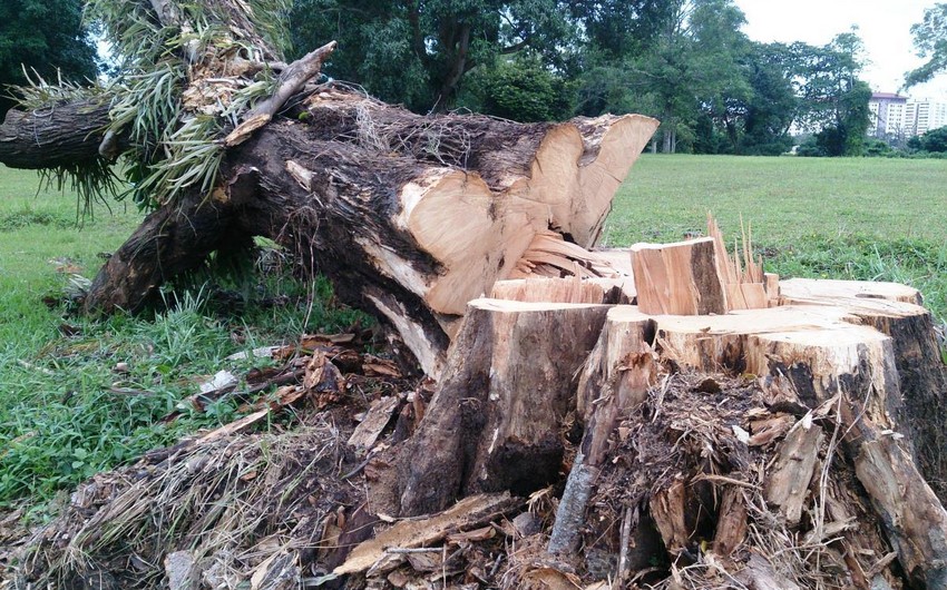 Депутаты предложили ужесточить наказание за вырубку деревьев