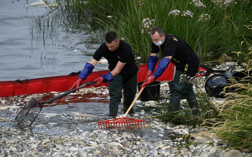 Heat in Czech Republic leads to mass death in Oder River