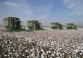 Cotton harvesting soars 72% in Azerbaijan