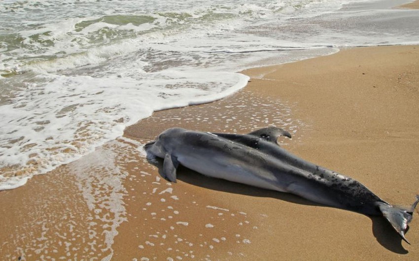 На берег в Австралии выбросило около 30 черных дельфинов и горбатого кита