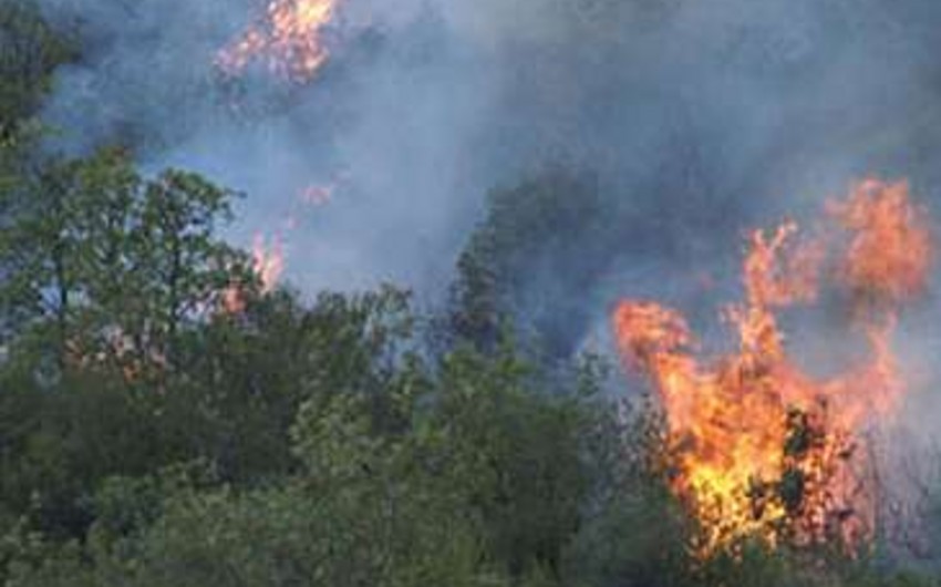 Предотвращено распространение пожара на территорию Хирканского национального парка - ОБНОВЛЕНО