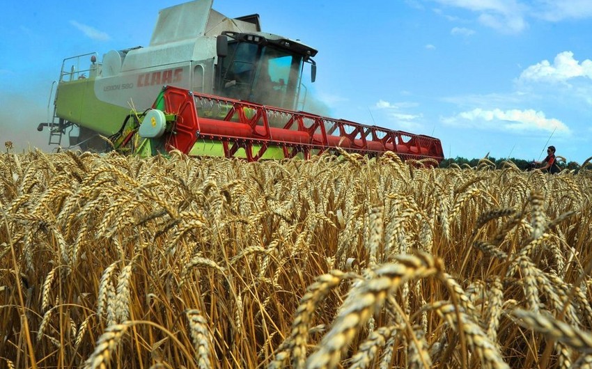 В Азербайджане сеющие сертифицированные семена фермеры получат субсидии